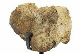 Fossil Hadrosaur Vertebra Section w/ Metal Stand - South Dakota #339920-1